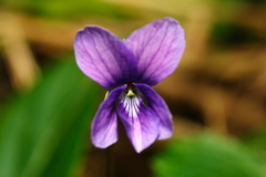 Viola inconspicua nagasakiensis