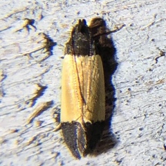 Anacampsis coverdalella