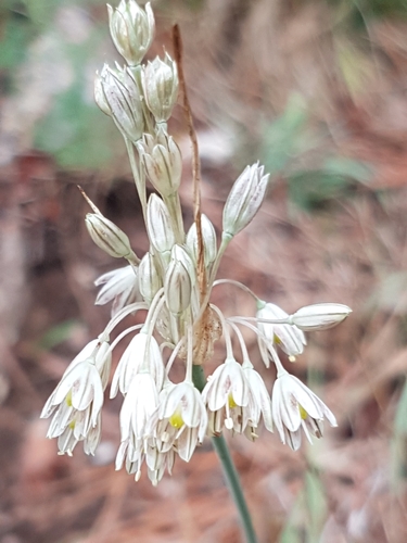 Image of Allium tenuiflorum by (c) hknuettel, some rights reserved (CC BY)