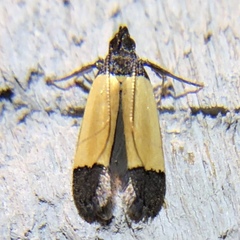 Anacampsis coverdalella
