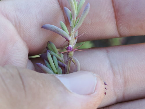 Image of Sclerolaena tricuspis by (c) Lucas Christofides, some rights reserved (CC BY)