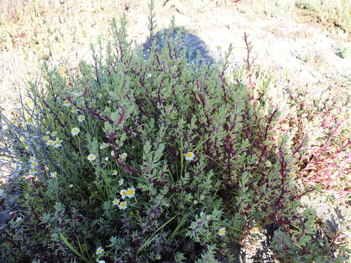 Image of Neobassia proceriflora by (c) Lucas Christofides, some rights reserved (CC BY)