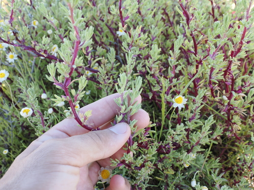 Image of Neobassia proceriflora by (c) Lucas Christofides, some rights reserved (CC BY)