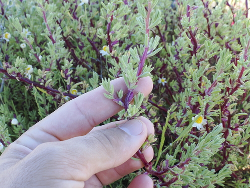 Soda Bush (Neobassia proceriflora)