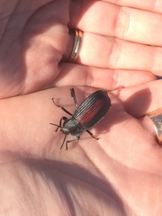 Eleodes suturalis