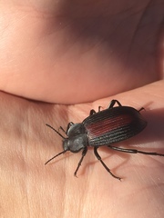 Eleodes suturalis