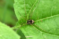Leiobunum ventricosum