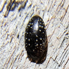 Chelonarium lecontei