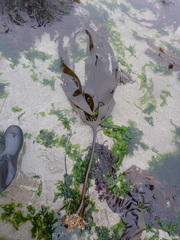 Laminaria setchellii