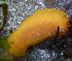 Doriopsilla albopunctata