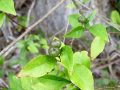 Ditrysinia fruticosa