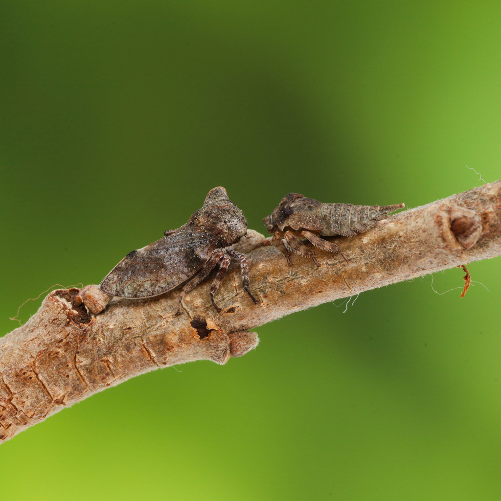 Microcentrus perditus