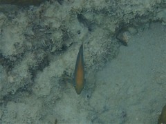 Pomacentrus bankanensis