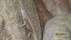 Sceloporus nelsoni