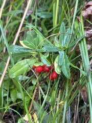 Daphne kamtschatica, photograph Tatyana Petrenko, CC BY, iNaturalist via GBIF