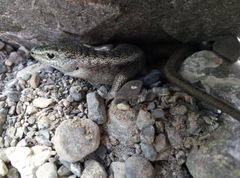 Oligosoma waimatense