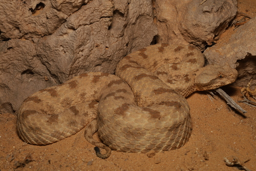 Photo of a Field's Horned Viper (Pseudocerastes fieldi)