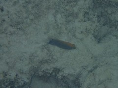 Pomacentrus bankanensis