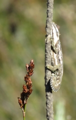 Bradypodion gutturale