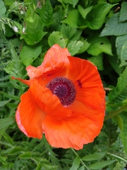 Papaver × pseudo-orientale