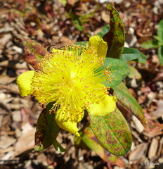 Hypericum calycinum