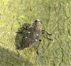 Chrysobothris affinis