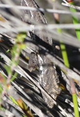 Bradypodion gutturale