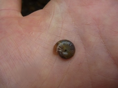 Mesomphix subplanus