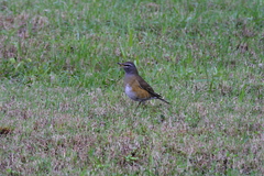 Turdus obscurus