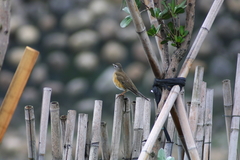 Turdus obscurus