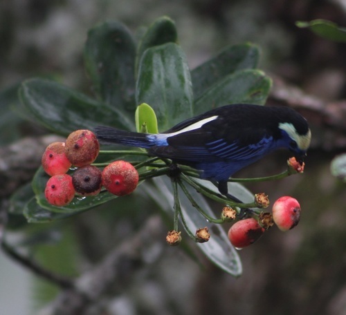 Opal-Crowned Tanager