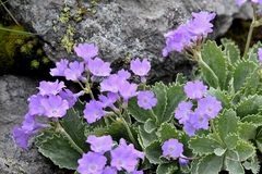 Primula marginata