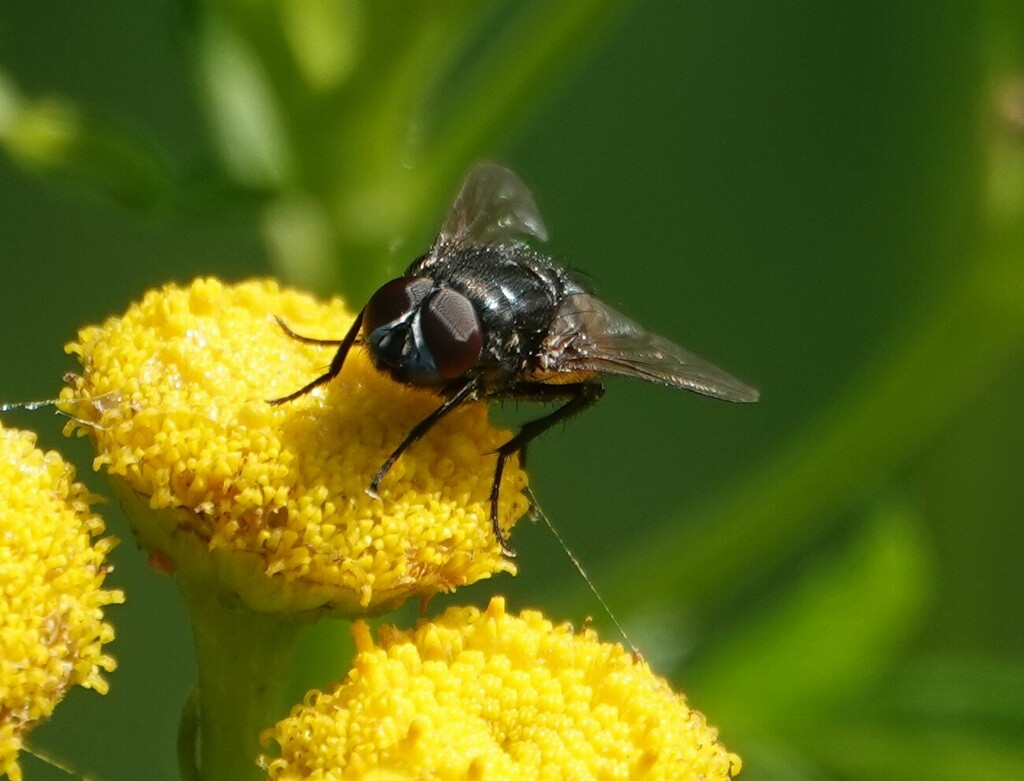 Fave Fly Face fly from Kawartha Lakes, ON, Canada on August 15, 2024 at 11:14 AM ...