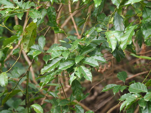 Image of Itea parviflora by no rights reserved