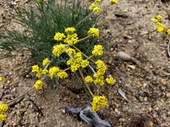 Lomatium triternatum triternatum