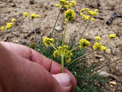 Lomatium triternatum triternatum