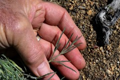 Lomatium triternatum triternatum