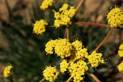 Lomatium triternatum triternatum
