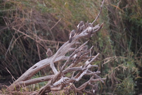 Hartlaub's Babbler (Turdoides hartlaubii), photo 8