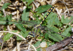 Ophiogomphus occidentis