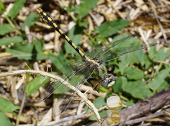 Ophiogomphus occidentis