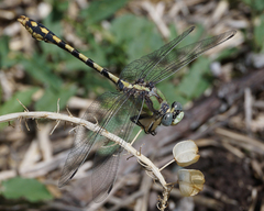 Ophiogomphus occidentis
