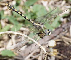 Ophiogomphus occidentis