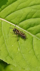 Gonandrena