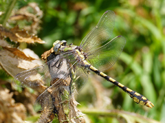 Ophiogomphus occidentis