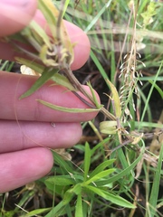 Triodanis leptocarpa