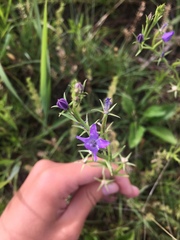 Triodanis leptocarpa