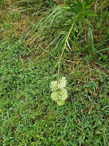 Image of Asclepias hirtella by (c) shzimmer, some rights reserved (CC BY)