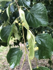 Tilia