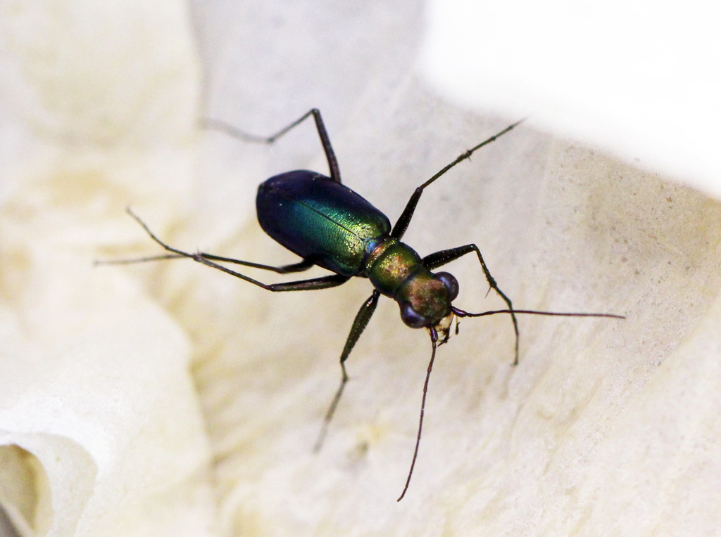 Cylindera oesterlei
